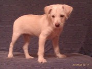Мексиканская голая собака (Ксоло)