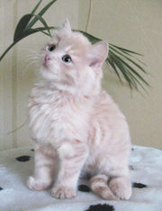 шотландский котенок,  2, 5 месяца,  девочка