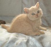 Роскошный кремовый красавчик-котик