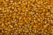 Продам кукурузу с Украины на условия самовывоза а также DAP