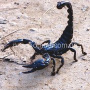 Скорпион Гетерометрус спинефер