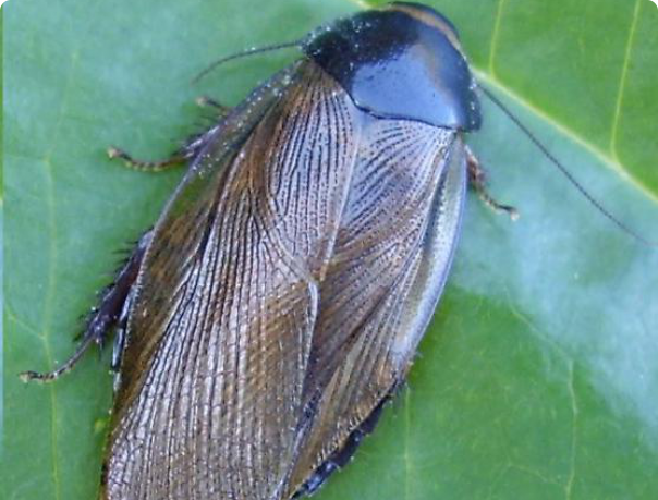 Суринамскийс таракан 