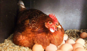 Домашние куриный яйца в Гомеле